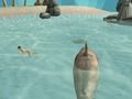 遊戲鯊魚模擬器海灘殺手 在線 遊戲鯊魚模擬器海灘殺手 在線