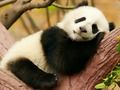 遊戲動物的差異 在線