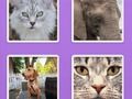 遊戲圖片滑動動物在線