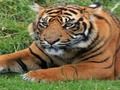 遊戲動物園瑣事在線