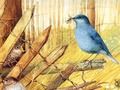 遊戲鳥類：藝術拼圖 在線