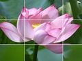 遊戲蓮花在線