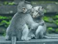 遊戲黑猩猩拼圖在線