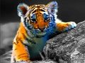 遊戲野生寶寶動物拼圖在線