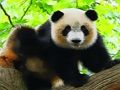 遊戲可愛的小熊貓 在線