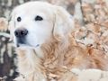 遊戲冬季寵物拼圖 在線