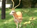 遊戲動物狩獵者2020在線