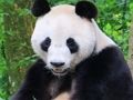 遊戲動物拼圖 在線