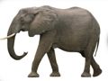 遊戲ABC 動物在線