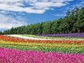 遊戲七彩花卉花園拼圖 在線