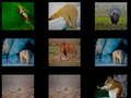 遊戲動物記憶 在線