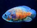 遊戲虎魚拼圖 在線