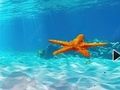遊戲逃離水下海星 在線