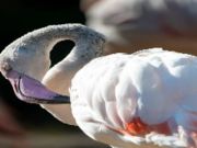 遊戲火烈鳥鳥拼圖 在線
