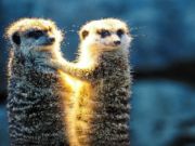 遊戲Meerkat夫婦拼圖 在線