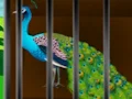 遊戲Liberate the Caged Beauty在線