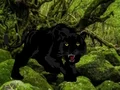 遊戲Escape from Black Panther Forest在線