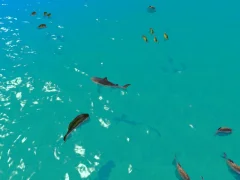 遊戲Hungry Shark Hunt在線