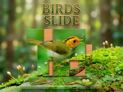 遊戲Birds Slide在線