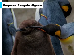 遊戲Emperor Penguin Jigsaw在線