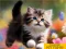 遊戲Puzzle Sliding Kittens在線