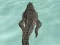 遊戲Crocodile Simulator Beach Hunt在線