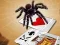 遊戲Jumping Spider在線