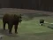 遊戲Bear Den在線