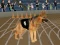 遊戲Crazy Dog Racing Fever在線