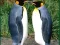 遊戲Penguin Puzzle在線