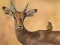遊戲Wild Deer Jigsaw在線