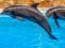 遊戲Sea Dolphin Jigsaw在線