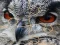 遊戲Wild owl Jigsaw在線