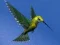 遊戲Hummingbird House Escape在線