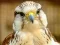 遊戲Gyrfalcon Jigsaw在線
