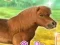 遊戲My Dear Pony在線