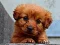 遊戲Puppy Puzzle在線