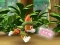遊戲Paw Patrol: Tracker's Jungle Rescue在線
