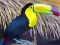 遊戲Toucan Bird Jigsaw在線