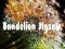 遊戲Dandelion Jigsaw在線