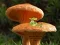 遊戲Mushroom Plant Land Escape在線