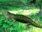 遊戲Lizard Forest Escape在線