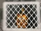 遊戲Tiger Escape 1在線