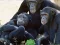 遊戲Funny Chimpanzee Jungle Escape在線