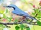 遊戲Hidden Spots Birds在線