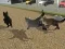 遊戲Run Cat Cat Race在線