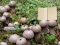 遊戲Lycoperdon Mushroom Land Escape在線