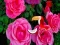 遊戲Precious Rose Escape在線