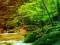 遊戲Peaceful Rainbow Forest Escape在線