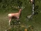 遊戲Sniper Hunting Deadly Animal在線